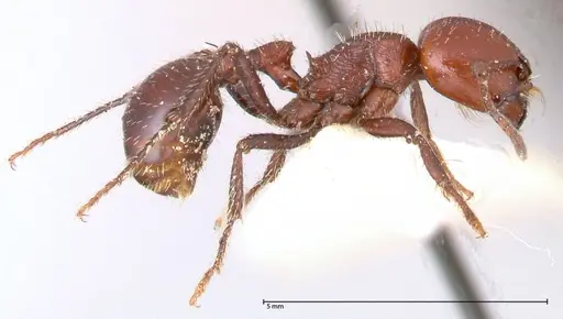 Pogonomyrmex marcusi specimen FOCOL0602-1 image focol0602-1_3