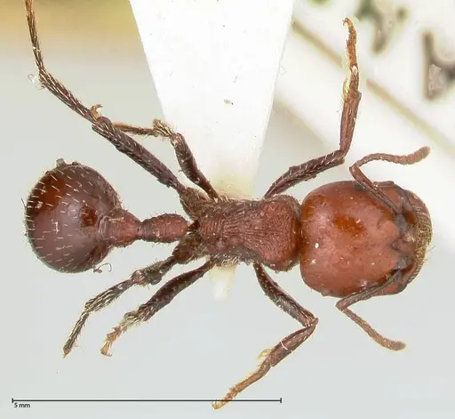 Pogonomyrmex marcusi specimen FOCOL0602-2 image focol0602-2_1