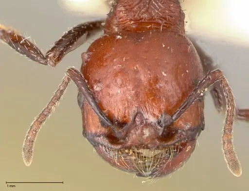 Pogonomyrmex marcusi specimen FOCOL0602-2 image focol0602-2_2