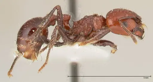 Pogonomyrmex marcusi specimen FOCOL0602-2 image focol0602-2_3