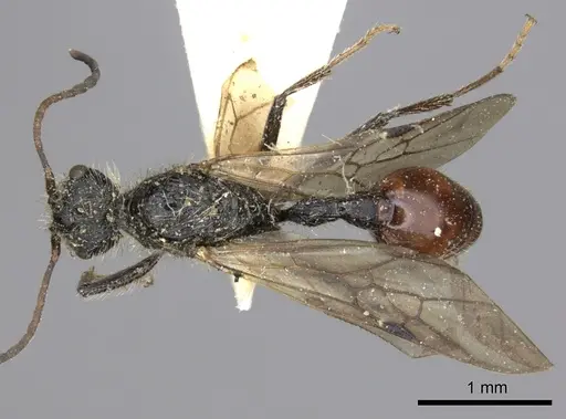 Pogonomyrmex marcusi specimen LACMENT273762 image lacment273762_1