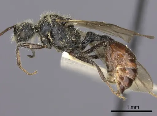Pogonomyrmex marcusi specimen LACMENT273762 image lacment273762_3