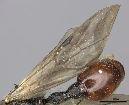 Pogonomyrmex marcusi specimen LACMENT273762 image lacment273762_4