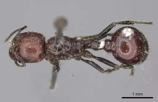 Pogonomyrmex marcusi specimen LACMENT273764 image lacment273764_1
