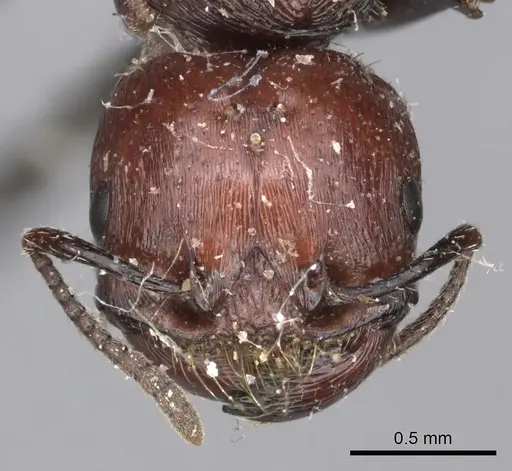 Pogonomyrmex marcusi specimen LACMENT273764 image lacment273764_2