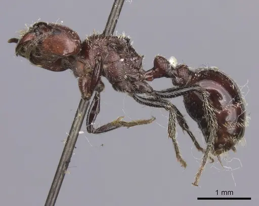 Pogonomyrmex marcusi specimen LACMENT273764 image lacment273764_3