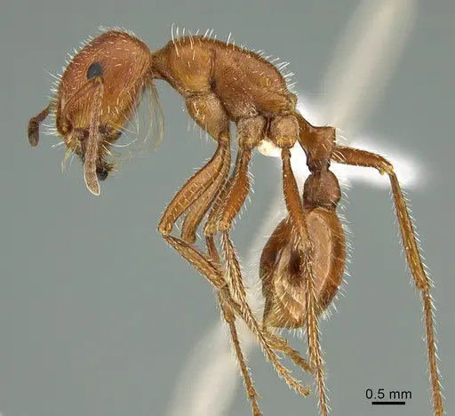 Pogonomyrmex maricopa specimen CASENT0000265 image casent0000265_1