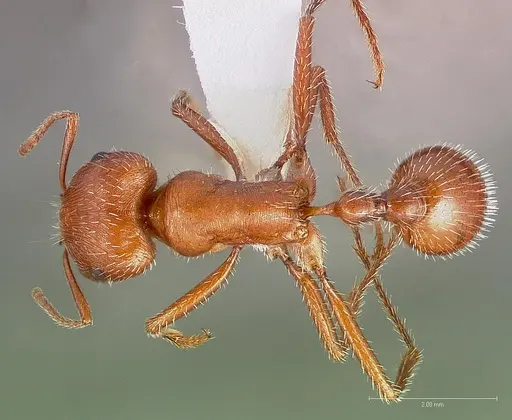 Pogonomyrmex maricopa specimen CASENT0005712 image casent0005712_1