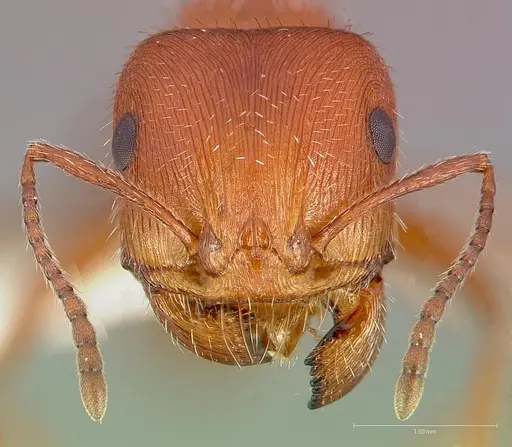 Pogonomyrmex maricopa specimen CASENT0005712 image casent0005712_2