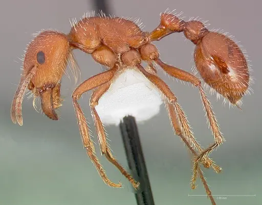 Pogonomyrmex maricopa specimen CASENT0005712 image casent0005712_3