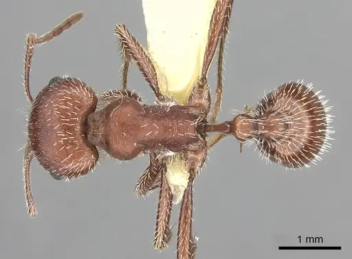Pogonomyrmex maricopa specimen CASENT0217277 image casent0217277_1