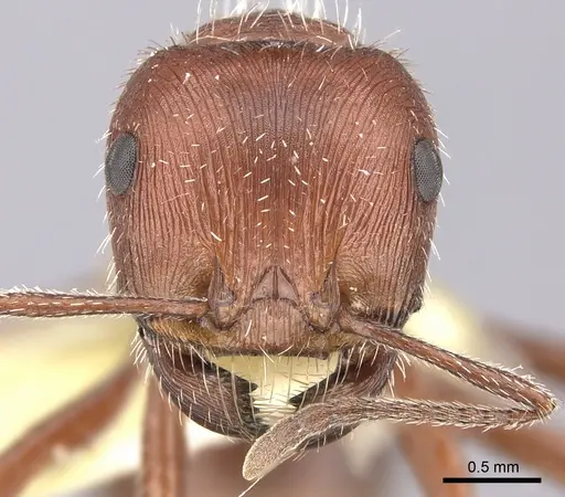 Pogonomyrmex maricopa specimen CASENT0217277 image casent0217277_2