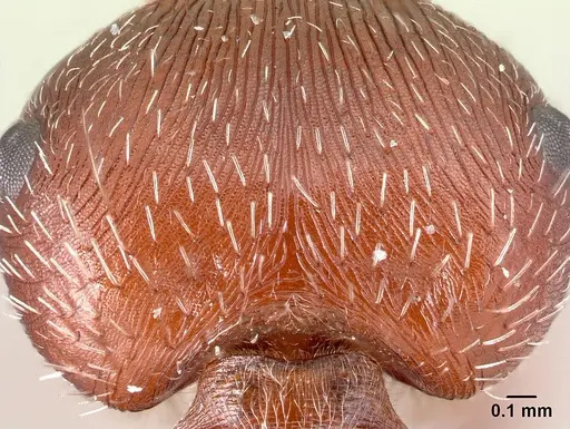 Pogonomyrmex maricopa specimen CASENT0217277 image casent0217277_3