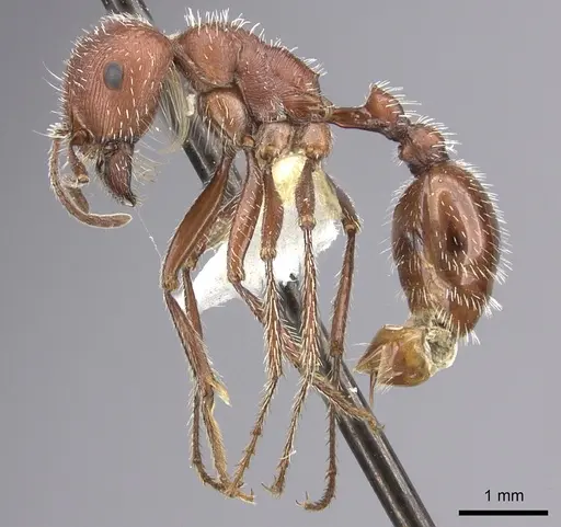 Pogonomyrmex maricopa specimen CASENT0217277 image casent0217277_4