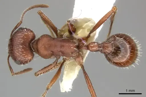 Pogonomyrmex maricopa specimen CASENT0235322 image casent0235322_1
