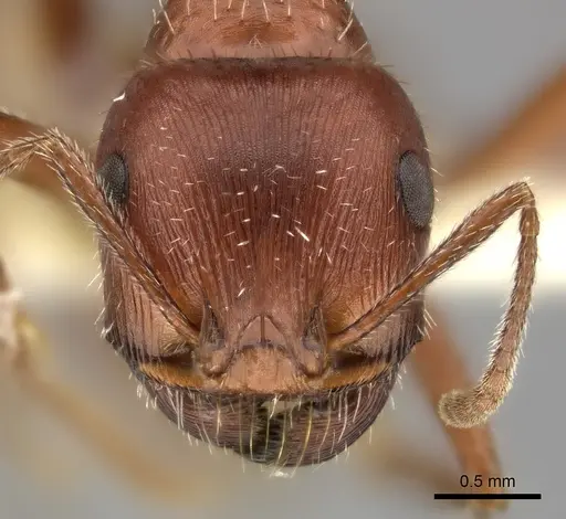 Pogonomyrmex maricopa specimen CASENT0235322 image casent0235322_2