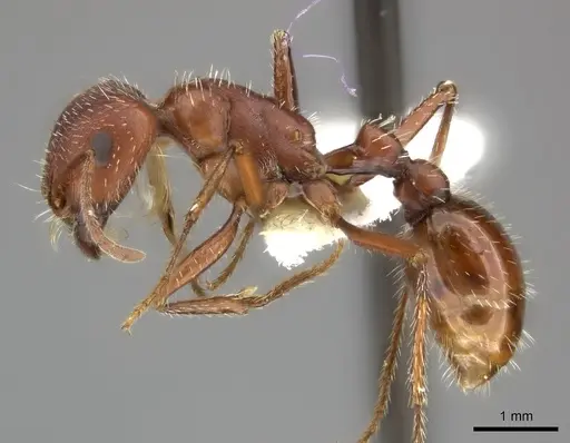 Pogonomyrmex maricopa specimen CASENT0235322 image casent0235322_3