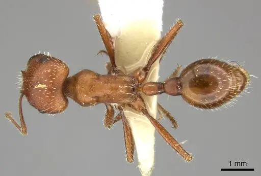 Pogonomyrmex maricopa specimen CASENT0235323 image casent0235323_1