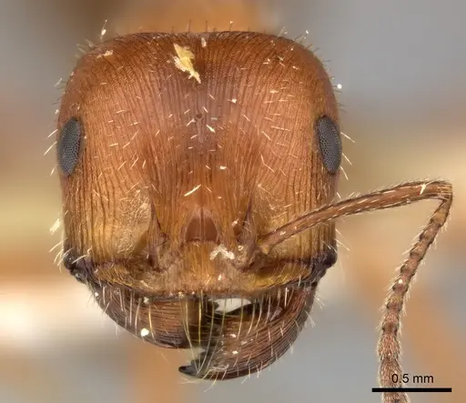 Pogonomyrmex maricopa specimen CASENT0235323 image casent0235323_2
