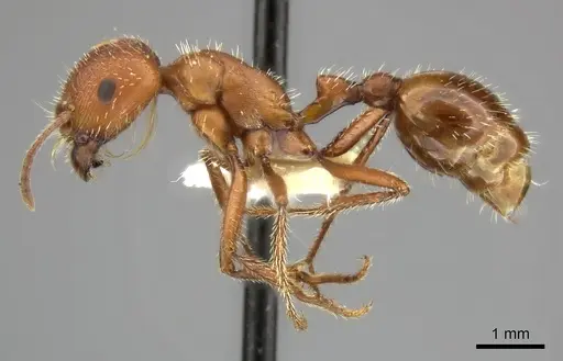 Pogonomyrmex maricopa specimen CASENT0235323 image casent0235323_3