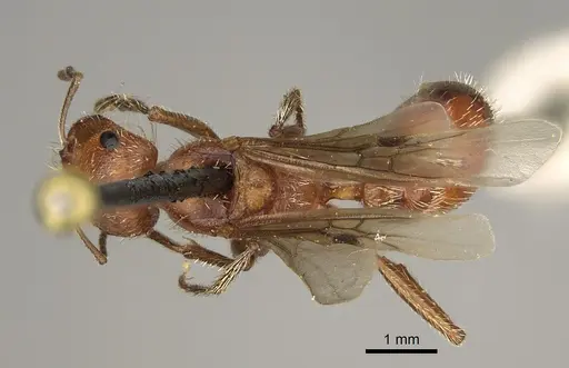 Pogonomyrmex maricopa specimen CASENT0863107 image casent0863107_1