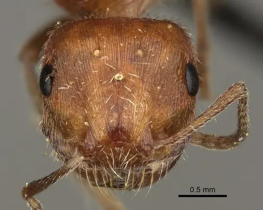 Pogonomyrmex maricopa specimen CASENT0863107 image casent0863107_2
