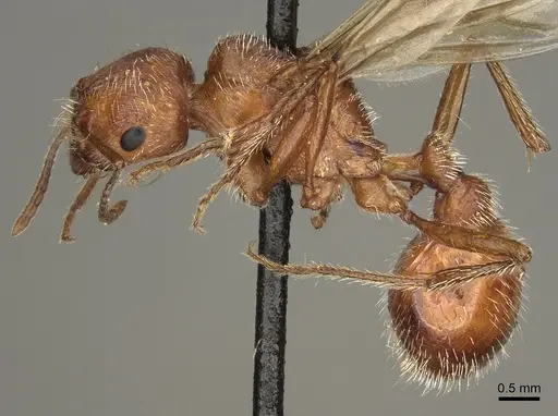 Pogonomyrmex maricopa specimen CASENT0863107 image casent0863107_3