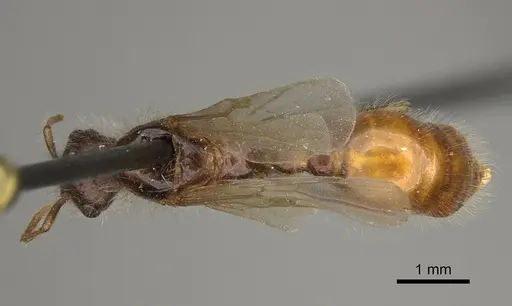 Pogonomyrmex maricopa specimen CASENT0863108 image casent0863108_1