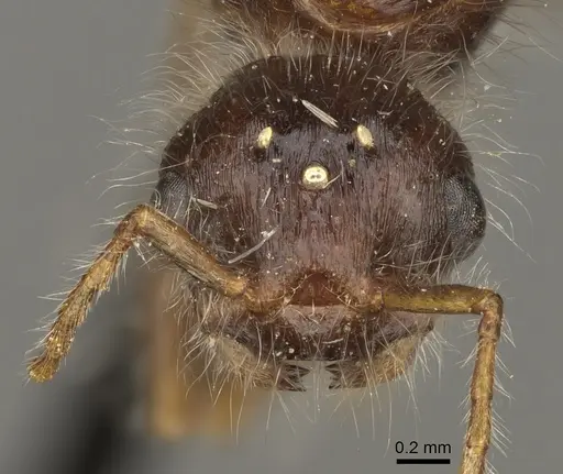 Pogonomyrmex maricopa specimen CASENT0863108 image casent0863108_2