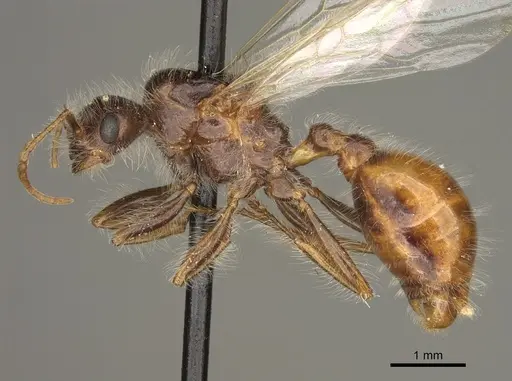 Pogonomyrmex maricopa specimen CASENT0863108 image casent0863108_3