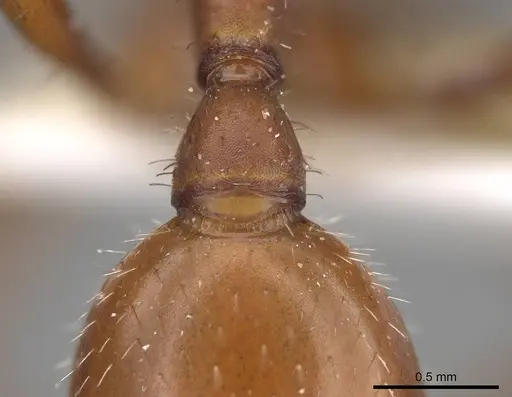 Pogonomyrmex maricopa specimen CASENT0914103 image casent0914103_1