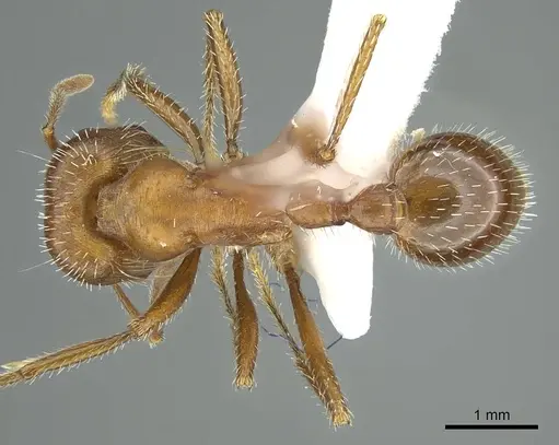 Pogonomyrmex maricopa specimen CASENT0914457 image casent0914457_1