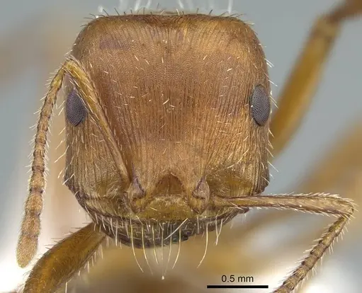 Pogonomyrmex maricopa specimen CASENT0914457 image casent0914457_2