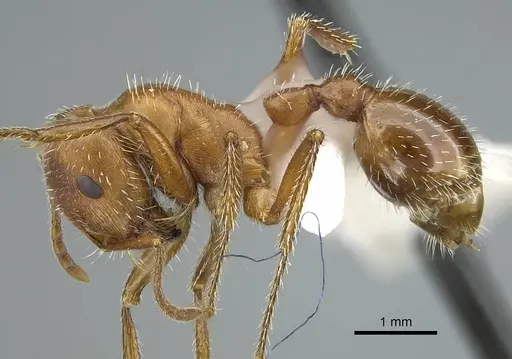 Pogonomyrmex maricopa specimen CASENT0914457 image casent0914457_3