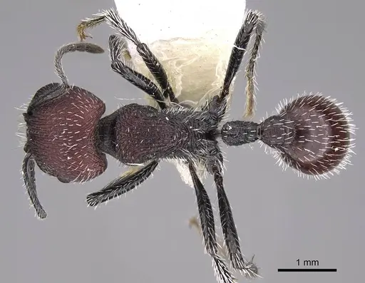 Pogonomyrmex maulensis specimen CASENT0914363 image casent0914363_1