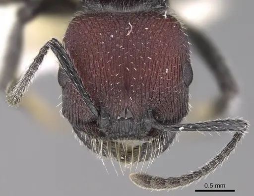 Pogonomyrmex maulensis specimen CASENT0914363 image casent0914363_2