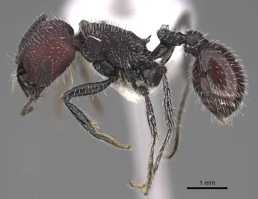 Pogonomyrmex maulensis specimen CASENT0914363 image casent0914363_3