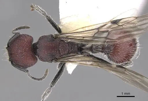Pogonomyrmex maulensis specimen CASENT0914365 image casent0914365_1