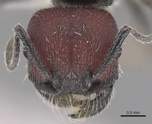 Pogonomyrmex maulensis specimen CASENT0914365 image casent0914365_2