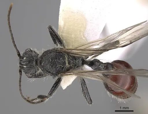 Pogonomyrmex maulensis specimen CASENT0914366 image casent0914366_1