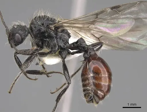 Pogonomyrmex maulensis specimen CASENT0914366 image casent0914366_3