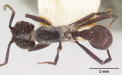 Pogonomyrmex mayri specimen CASENT0103520 image casent0103520_1
