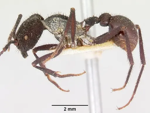 Pogonomyrmex mayri specimen CASENT0103520 image casent0103520_3