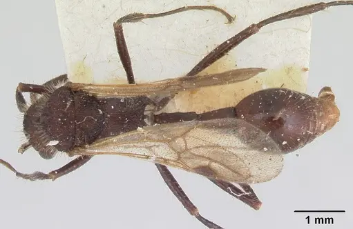 Pogonomyrmex mayri specimen CASENT0173354 image casent0173354_1
