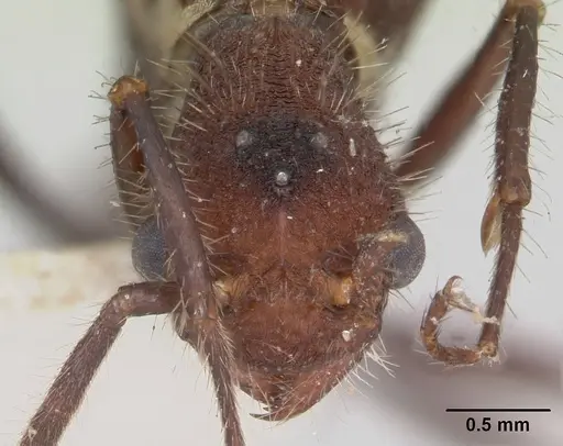 Pogonomyrmex mayri specimen CASENT0173354 image casent0173354_2