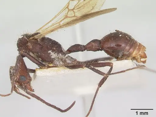 Pogonomyrmex mayri specimen CASENT0173354 image casent0173354_3