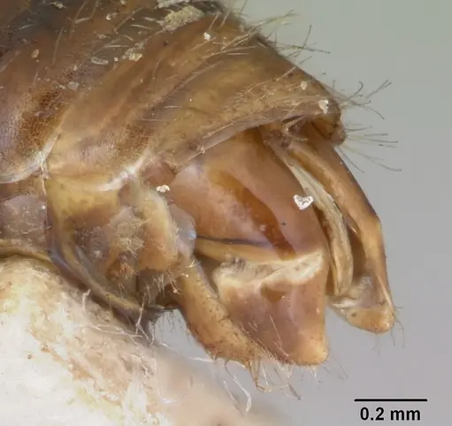 Pogonomyrmex mayri specimen CASENT0173354 image casent0173354_4