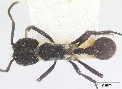 Pogonomyrmex mayri specimen CASENT0173357 image casent0173357_1