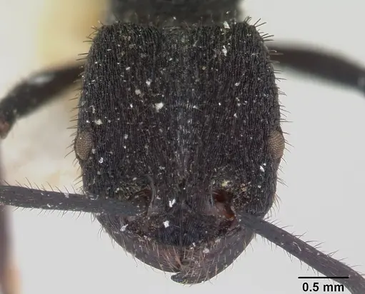 Pogonomyrmex mayri specimen CASENT0173357 image casent0173357_2
