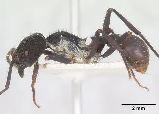 Pogonomyrmex mayri specimen CASENT0173357 image casent0173357_3